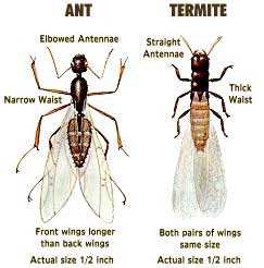 Comparison of ant and termite features