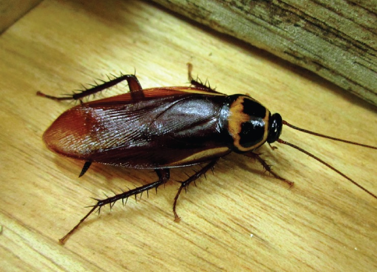 Cockroach on wooden floor in Sydney