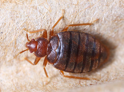 bed bug