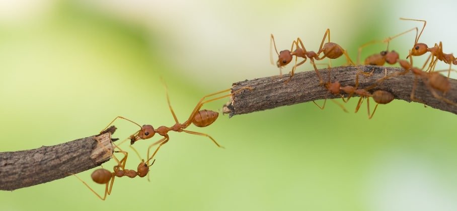 ants crossing a branch in Sydney NSw