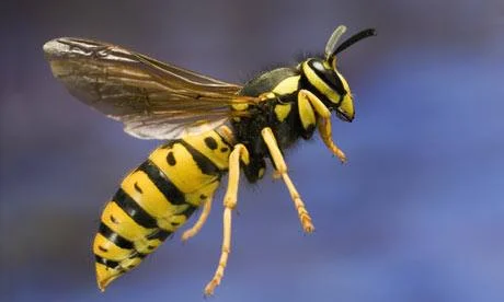 close up of wasp flying
