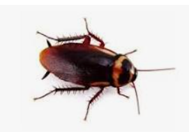 Australian cockroach pest control treatments Sydney