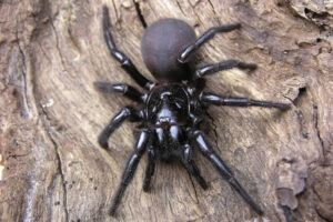 Funnel web spider
