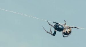 The Black Spider with a White Dot on its Back web spider