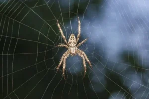 The Garden Orb Weaving Spider