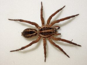 Wolf spider sydney