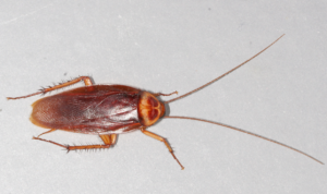 American cockroach pest control treatments Sydney