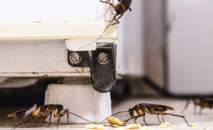 Cockroaches near a refrigerator's base.