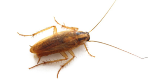 German cockroach pest control treatments Sydney