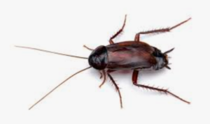 Oriental cockroach pest control treatments Sydney