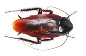 smoky brown cockroach 1