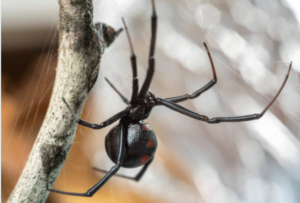 spiders front page